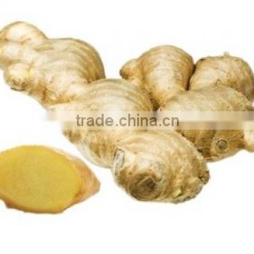 Organic Young Fresh Ginger