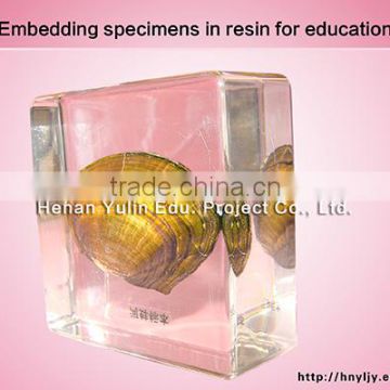 Yulin high quality acrylic embedded clam specimen