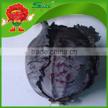 2015 Fresh purple cabbage Chinese organic cabbage