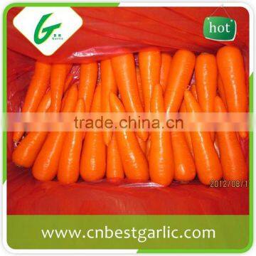 Hydroponic system bulk carrots