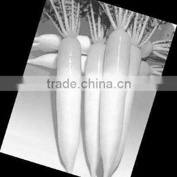 shandong white radish