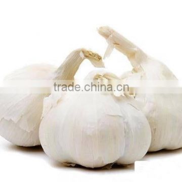 Common Cultivation Liliaceous Vegetables fresh garlic with high quality