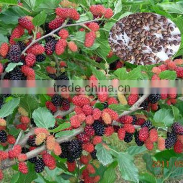 Fruit Tree Seeds Mulberry Tree Seeds For Sale