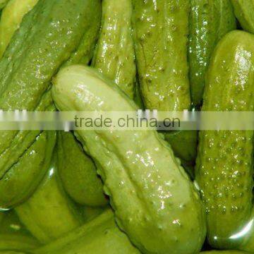 Dalian Donghemaoyuan Salted Cucumber in promotion