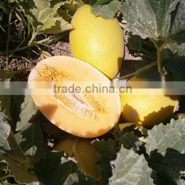 MSM031 Huanguo high sugar chinese hami melon seeds, hybrid melon seeds