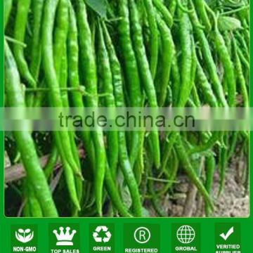 NP01 Huanying Hybrid green slim quality chilli seeds from China