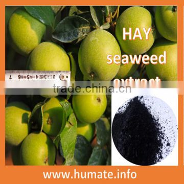 ascophyllum nodosum,soluble seaweed fertilizer, sargassum seaweed extract