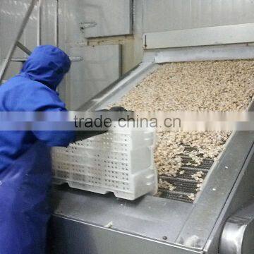 Fresh Frozen Short Necked Clam Shell-On photo-3