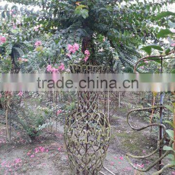 Lagerstroemia Indica Chinese Letter Bottle and Tree Shape Plants photo-6