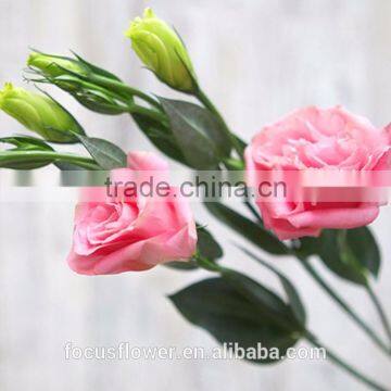 Wholesale Pink Eustoma Flowers From Yunnan China photo-2