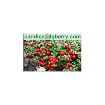 Lingonberry juice powder/lingonberry juice