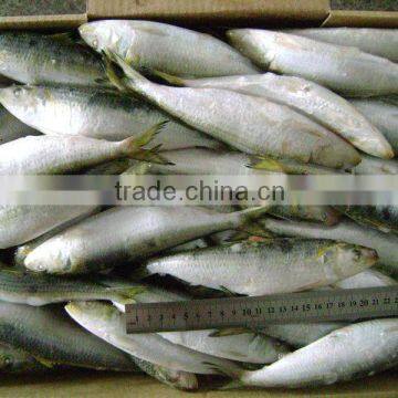 Good quality frozen sardine seafood fish 130g