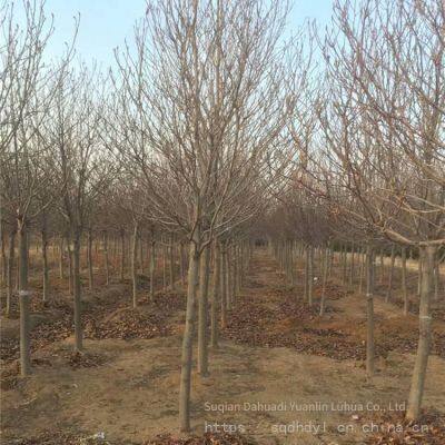 Prices of 8 - Centimeter, 10 - Centimeter and 12 - Centimeter Magnolia Liliflora in 2021 photo-3