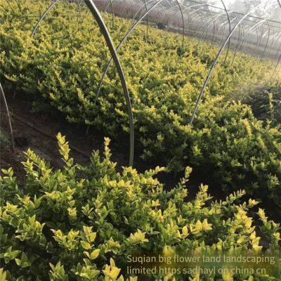 the Ligustrum Japonicum 'howardii' Balls With a Crown Width of 1 Meter Are Inexpensive and Have a High Survival Rate. photo-5