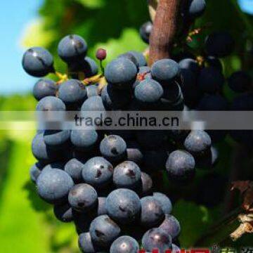 High Quality Pear Growing Paper Bag For Agriculture photo-4