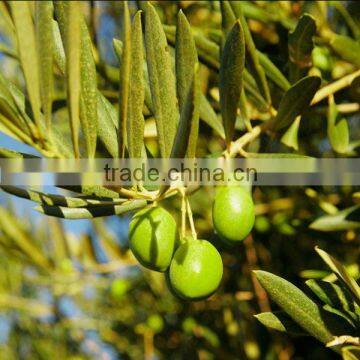 Water Soluble Oleuropein Powder of Olive Leaf Extract