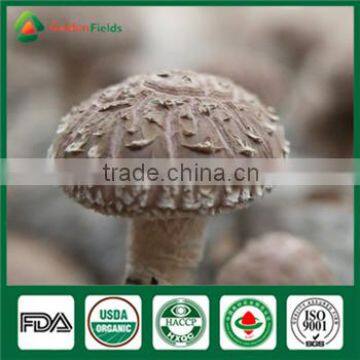 Bulk Supply Wholesale Price of Shiitake Mushroom Growing Log Bag Kit