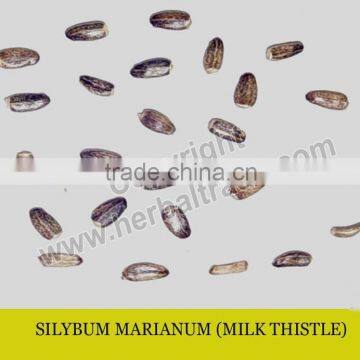MILK THISTLE