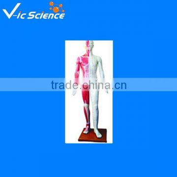 Human acupuncture pvc model 100% factory 178cm