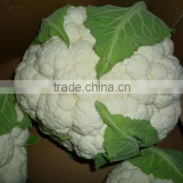 Fresh Cauliflower