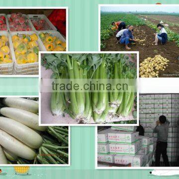 Chinese New crop fresh celery all the year round