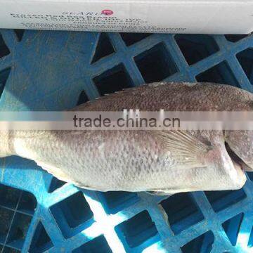 new frozen whole fish red snapper fish