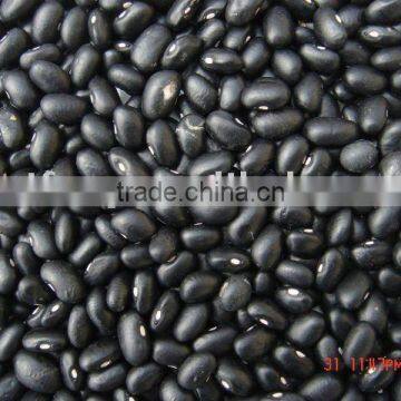 Black Turtle Bean