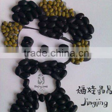 Black Kidney Bean/black turtle bean/black bean/small black bean( 2011 crop, hps, heilongjiang origin)