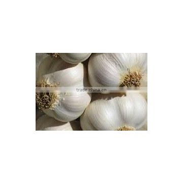 4cm 5cm 5.5cm 6cm Normal White Pure White Fresh Garlic