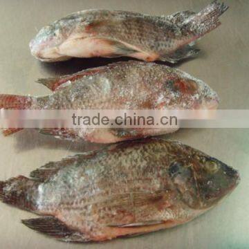 tilapia fish food machine for producing gutted and scaled fish