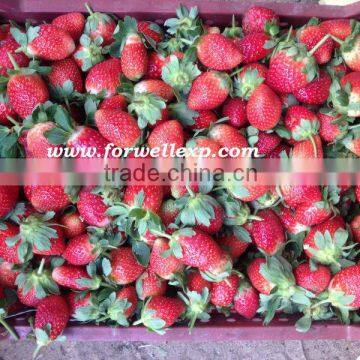 FRESH STRAWBERRY FOR SALE