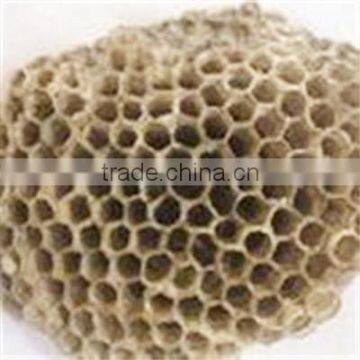 Low Price New Crop Nidus Vespae