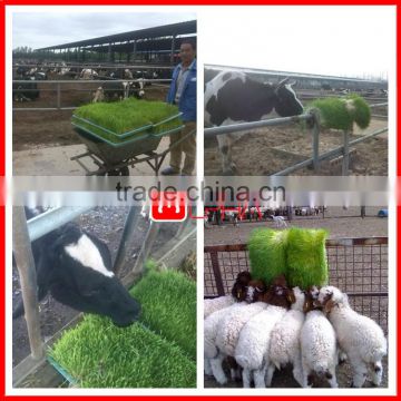 onion seeding planter/ pasture bean sprout making machine with growing tray farming machine