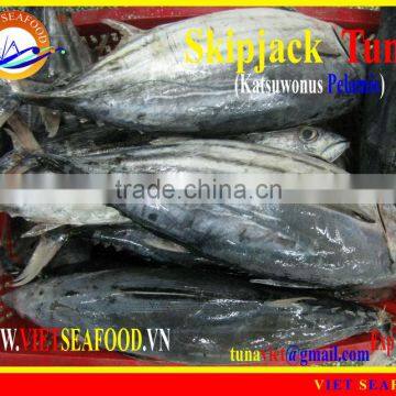 FROZEN SKIPJACK TUNA W/R