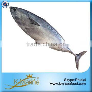 Zhejiang Ningbo Sea Frozen Bonito Tuna photo-3