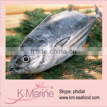 Frozen Whole Round Skipjack Tuna Fish lot number#kmw4026