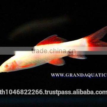 Rainbow Shark Albino / Ornamental Fish Exporter photo-3