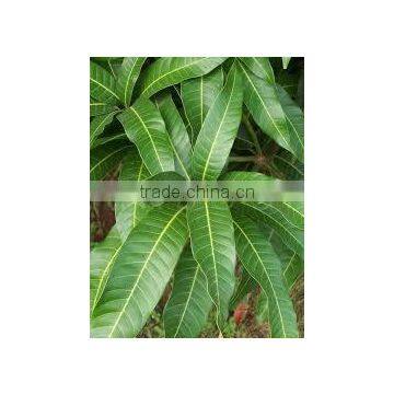 Mangifera Indica photo-2