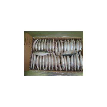Frozen Indian Mackerel W/R photo-2