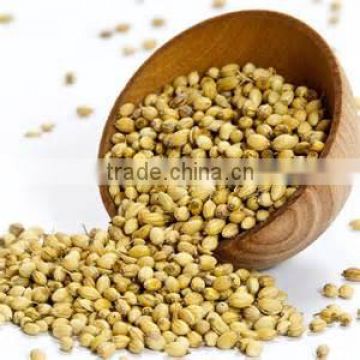 Fine Grade Organic Coriander Seeds At Your Door Step