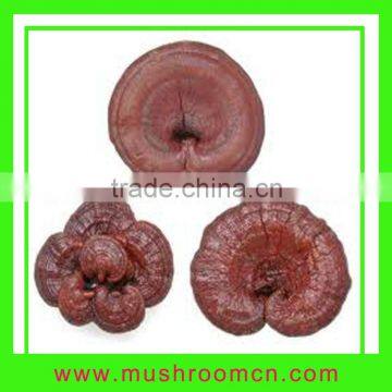 Reishi