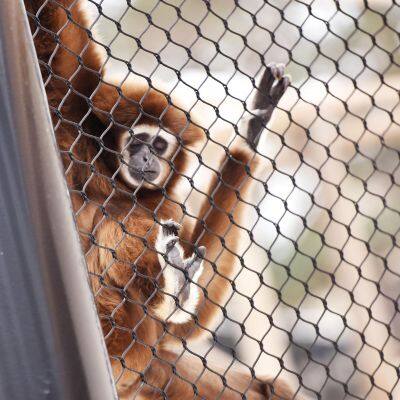 Wire Rope Mesh Knotted Mesh 304 Stainless Steel 3mm Cable Netting for Animal Fencing and Fall Protection With CE Certificate