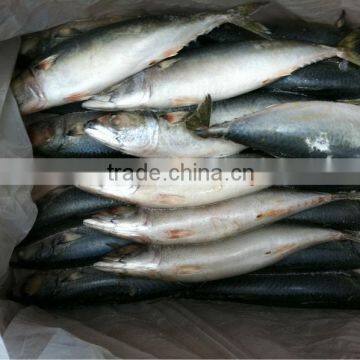 best selling high quality frozen seafood frozen mackerel