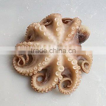 Frozen Baby Octopus Good Manufacturer photo-3