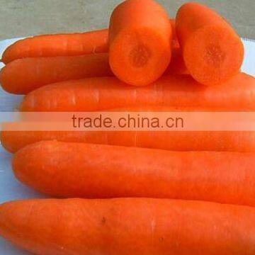 fresh carrot/ bulk carrot/ clean carrot