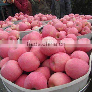 fresh apple,bulk fresh apples