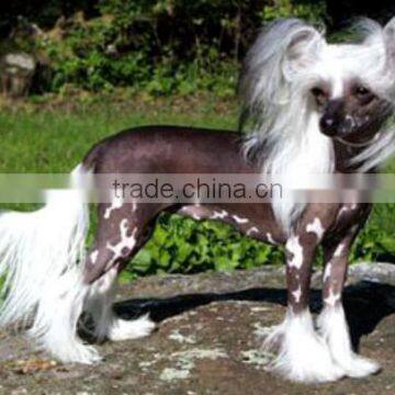 HLT- Life size simulation Chinese crestod dog for exhibition