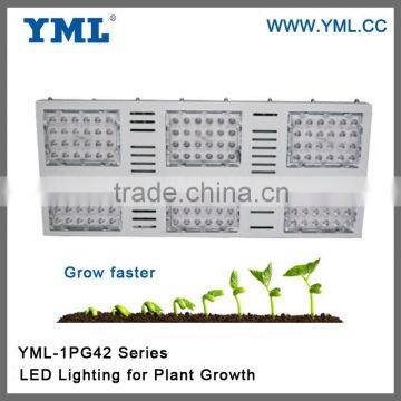 5 Years warranty Red and blue Emitting Color grow led lighting/ Medical hemp plant led gow light