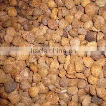 Best Sale for Apricot Kernel With Different Type photo-2