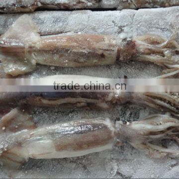 frozen whole round squid